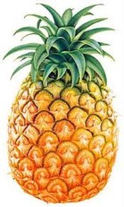 PIÑAS